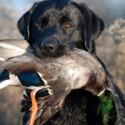 Ducks! Ducks! Ducks!
